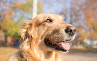 Golden retriever dog autumn portrait