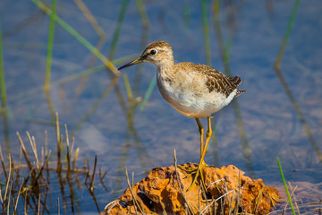 Close up of Wood sandpiper (Tringa glareola) on the rock 