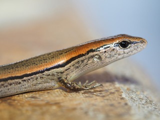 Obraz premium Shallow Depth of Field Closeup of Ground Skink