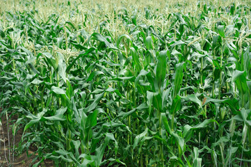 Obraz premium corn field in the farm