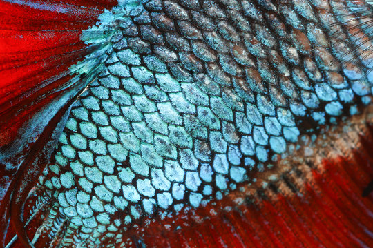 Texture of tail siamese fighting fish