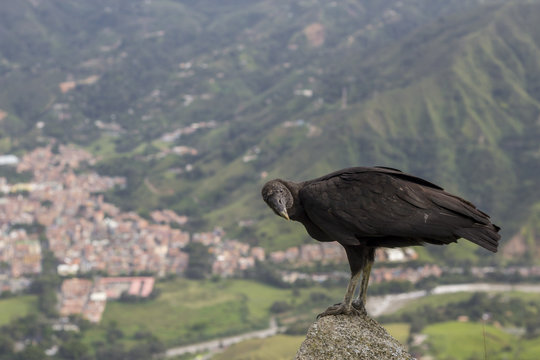 Gallinazo (Coragyps atratus), Ave de Rapi&ntilde;a Sobre la Ciudad, La Ciudad  como fondo, buitre ve a c&aacute;mara