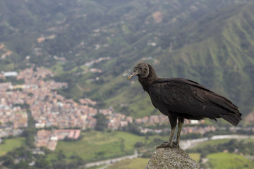 Gallinazo (Coragyps atratus), Ave de Rapiña Sobre la Ciudad, La Ciudad  como fondo