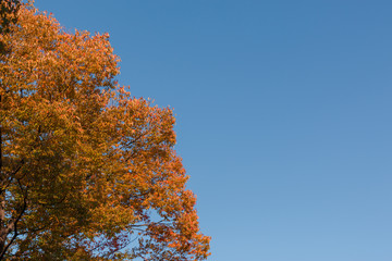 Autumn tree in the forest with blue sky / half concept.
