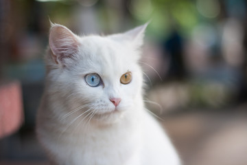Blue eyes of cats, White cat.
