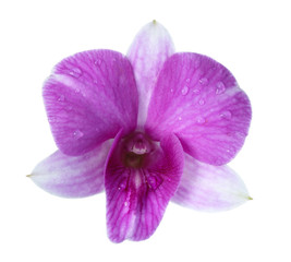 pink orchid on white background