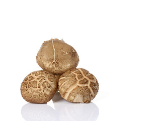 Shiitake mushroom on the White background