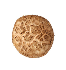 Shiitake mushroom on the White background