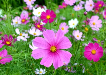Fototapeta premium コスモス