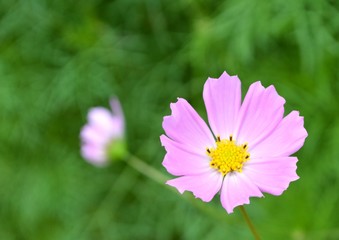 Obraz premium コスモス