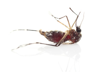 Mosquito isolated on white background