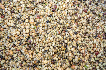 Red berries coffee bean