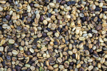 Red berries coffee bean