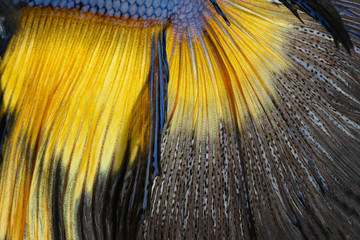 Texture of tail siamese fighting fish, Betta Splendens