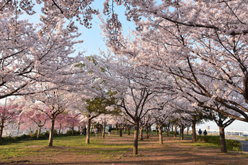 cherry blossoms in city  都会の桜