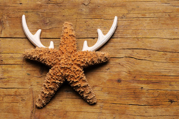 Obraz na płótnie Canvas Ծովային աստղ Meritähdet Zeesterren כוכבי ים