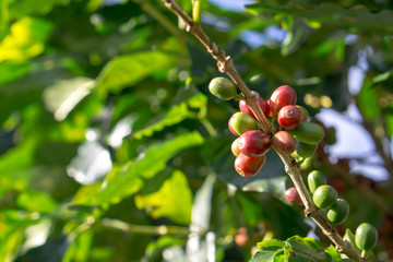 Red berries coffee bean