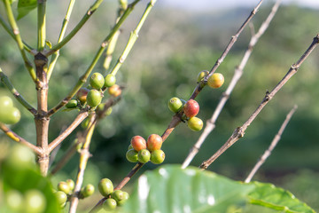 Red berries coffee bean
