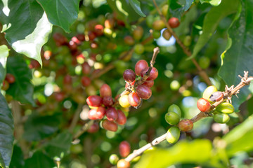 Red berries coffee bean