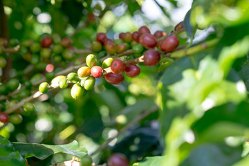 Red berries coffee bean