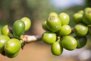 Red berries coffee bean