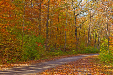 Dazzling colors of deciduous trees in autumn. Park pathway among colorful foliage of deciduous trees in fall.
