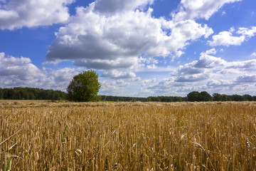 Post-Harvest Rye Fields