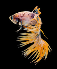 siamese fighting fish, betta isolated on black background.