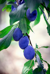 Ripe plums on the tree