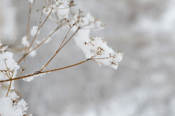 Anthriscus (chervil) under snow.