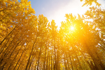 Aspen Trees in autumn seasons