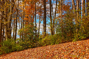 Fallen leaves and tall deciduous trees in autumn. Bright colors of fall season in residential suburb of Virginia, USA.