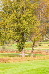 Naklejka premium Trees in meadow