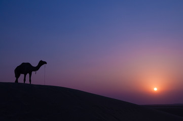 Fototapeta na wymiar Camel and landscape