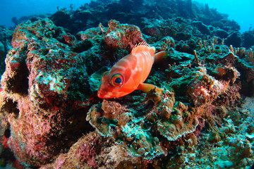 Naklejka na ściany i meble Soldier fish is relaxing on the reef of tropical island. Thailand. 
