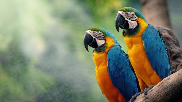 Macaw Parrots On Branch In Tropical Landscape