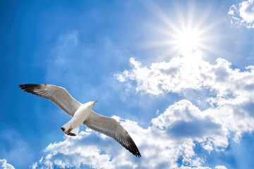Seagull flying against blue cloudy sky with brilliant sun