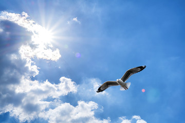 Naklejka premium Seagull flying against blue cloudy sky with brilliant sun