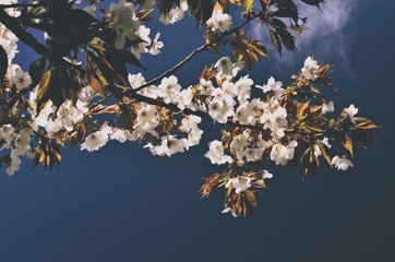 White sakura flower blooming on blue sky background, vintage sty