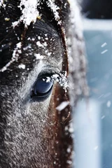 Fotobehang 冬の馬 © makieni