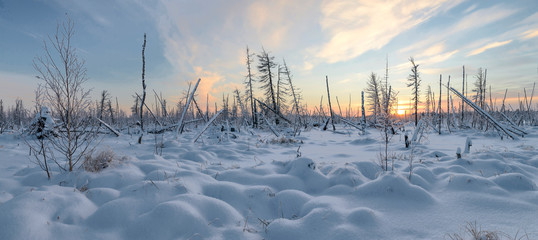 Panorama of the winter landscape of taiga, the Yamal Peninsula - 96210381