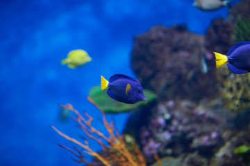 Naklejka na ściany i meble Some types of exotic fishes in aquarium