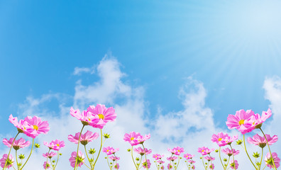 Obraz na płótnie Canvas Beautiful pink flowers and Blue sky with cloud