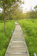 Bridge walkway in the park