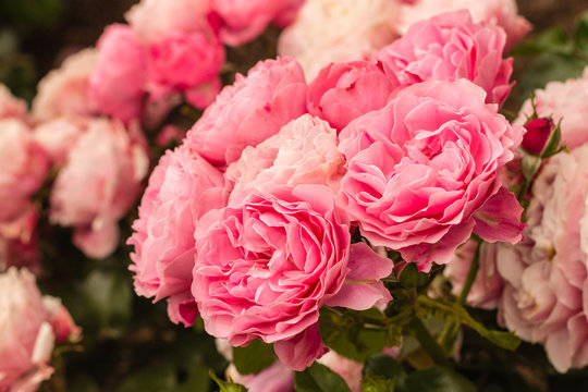 closeup of pink tea roses in bloom