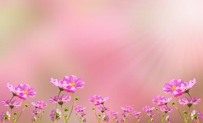 Beautiful pink flowers