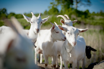 Naklejka na ściany i meble goats in the field