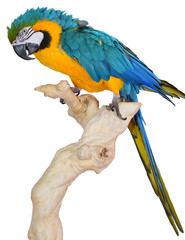 Blue and Gold Macaw Perching on a Branch.