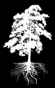 isolated white high pine tree with root
