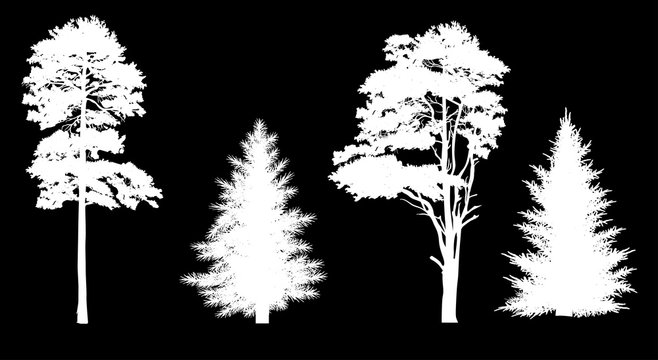 four pine and fir silhouettes isolated on black
